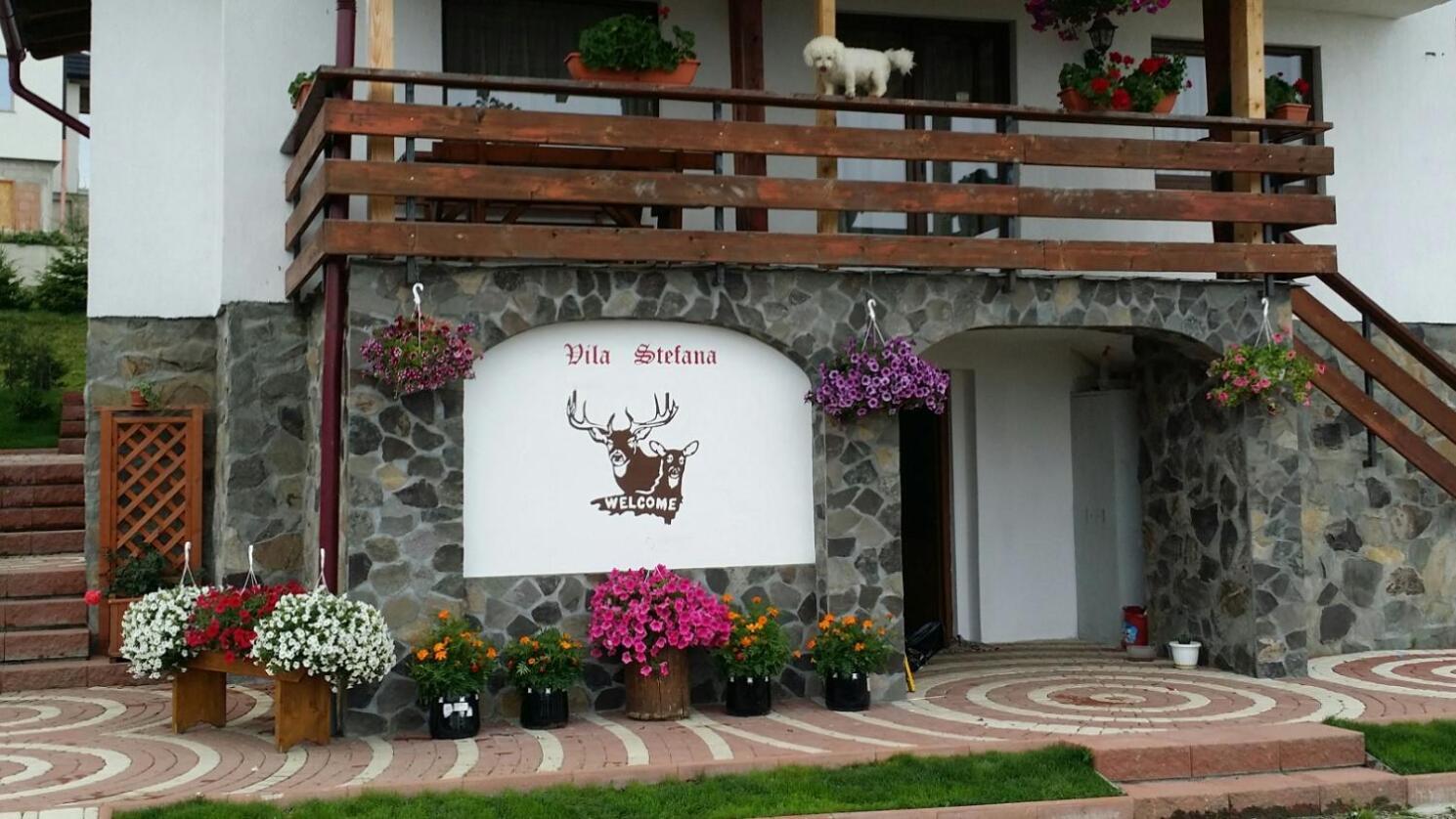 Vila Stefana Păltiniş 外观 照片